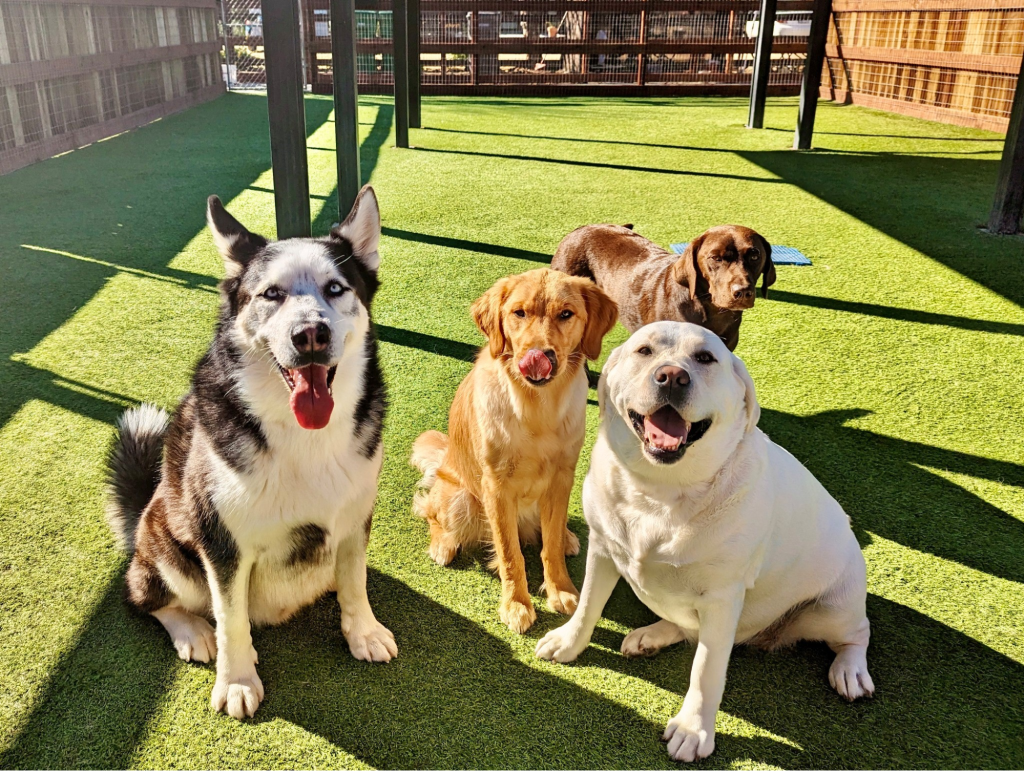 Dog Boarding in Tenino, WA