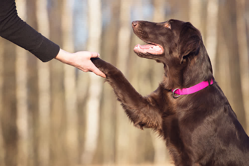 Dog Training Services in Tenino, WA