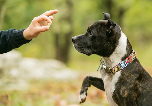 Dog Training Services in Tenino, WA