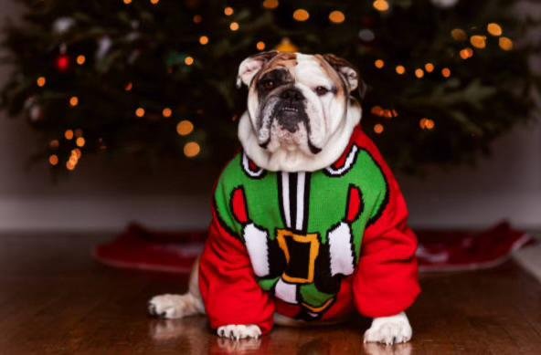 Scatter Creek Pet Care