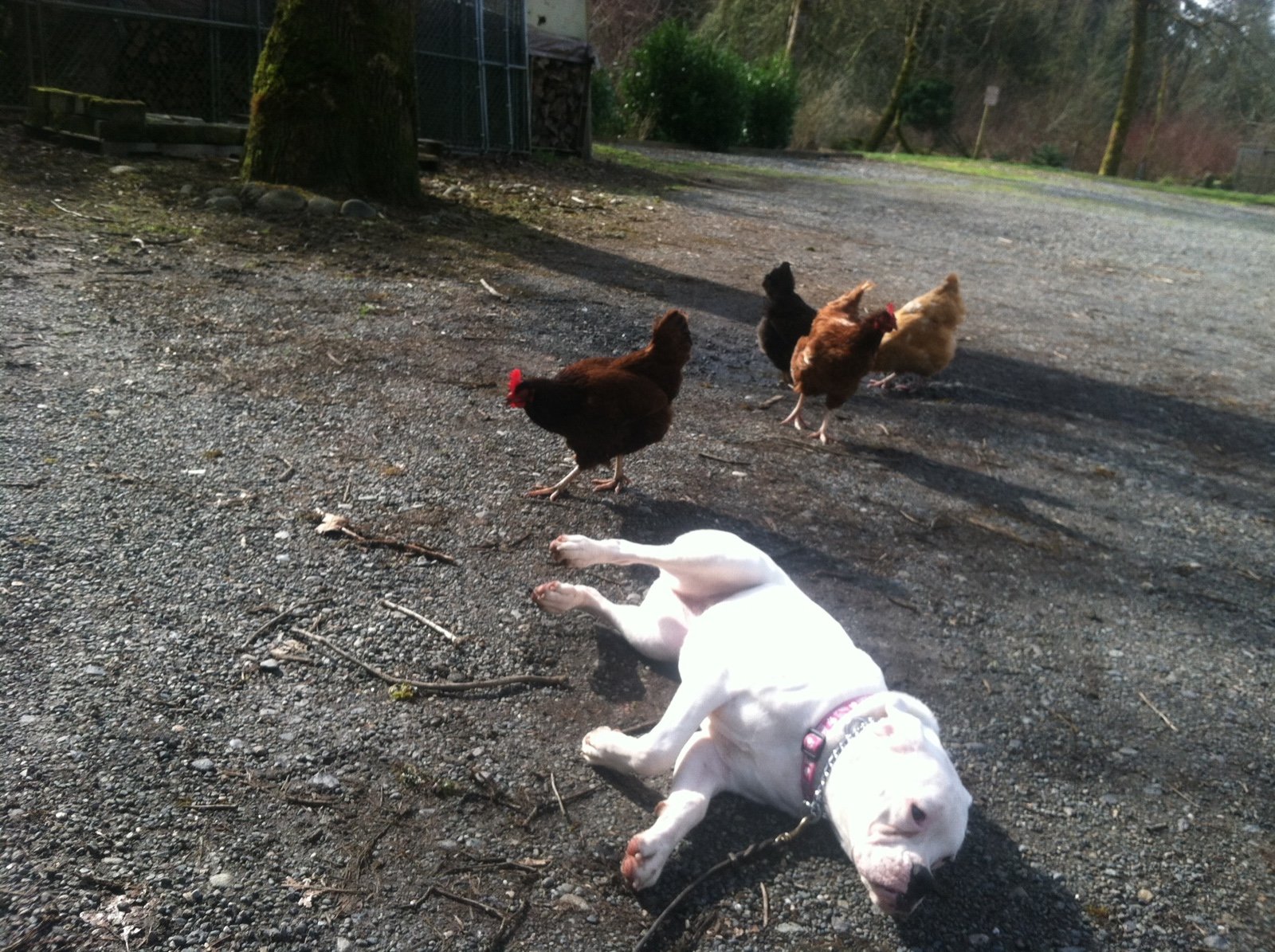 Scatter Creek Pet Care