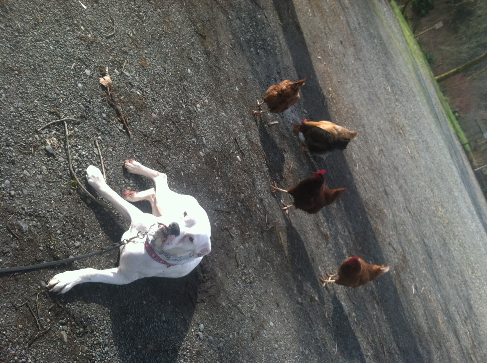 Scatter Creek Pet Care