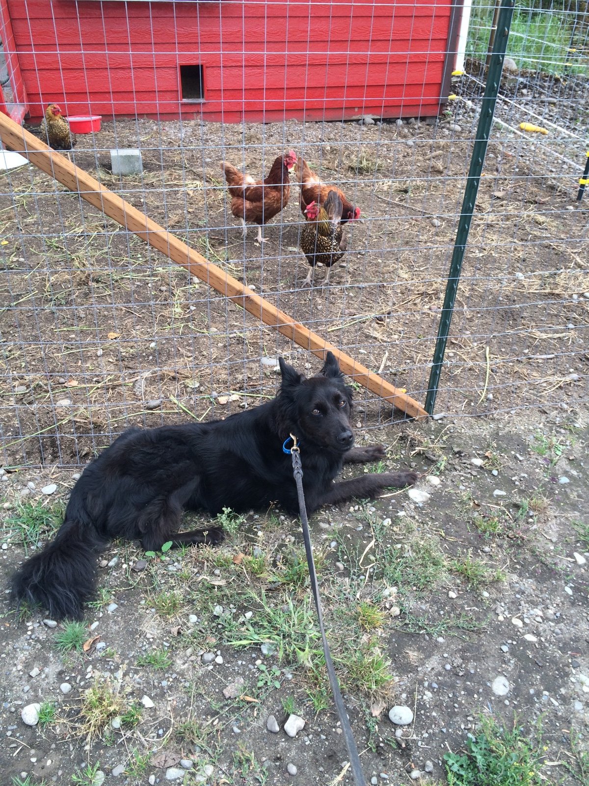 Scatter Creek Pet Care
