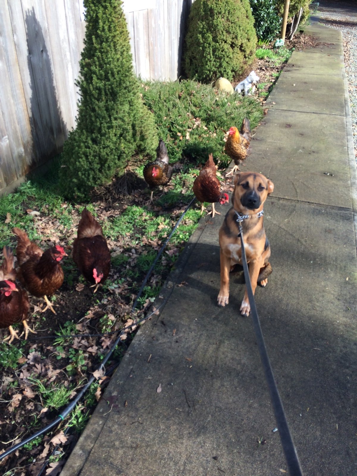 Scatter Creek Pet Care