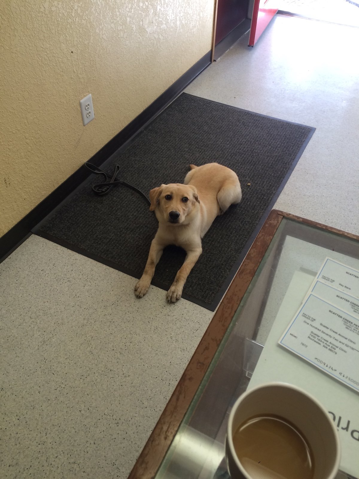 Scatter Creek Pet Care
