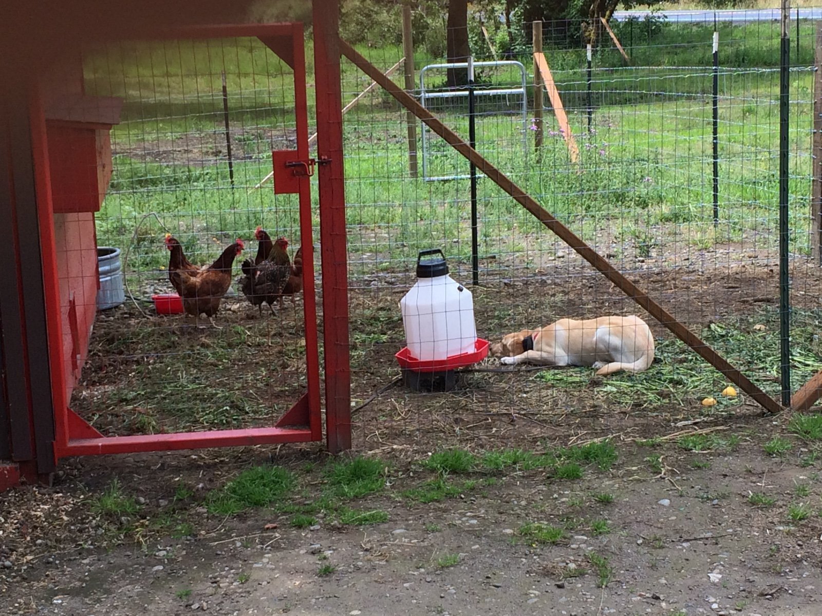 Scatter Creek Pet Care