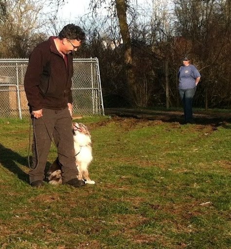 Dog Training Services in Olympia WA